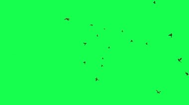 animasyon - Yeşil Ekranda Uçan Kuş Sürüsü.