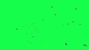 animasyon - Yeşil Ekranda Uçan Kuş Sürüsü.