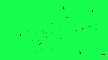 animasyon - Yeşil Ekranda Uçan Kuş Sürüsü.