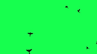 animasyon - Yeşil Ekranda Uçan Kuş Sürüsü.