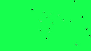 animasyon - Yeşil Ekranda Uçan Kuş Sürüsü.