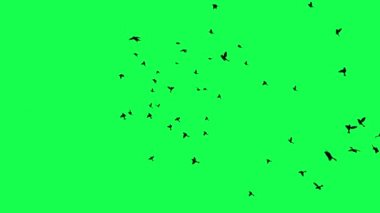 animasyon - Yeşil Ekranda Uçan Kuş Sürüsü.