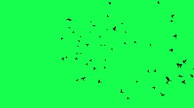 animasyon - Yeşil Ekranda Uçan Kuş Sürüsü.