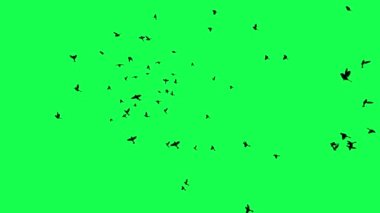 animasyon - Yeşil Ekranda Uçan Kuş Sürüsü.