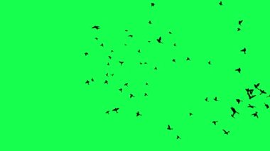 animasyon - Yeşil Ekranda Uçan Kuş Sürüsü.