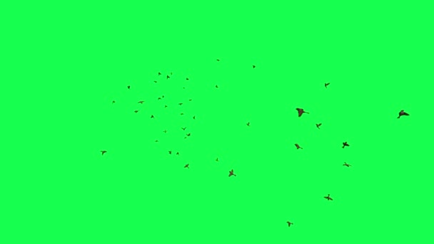 Animation Σμήνος Πουλιών Που Πετούν Στην Πράσινη Οθόνη — Αρχείο Βίντεο