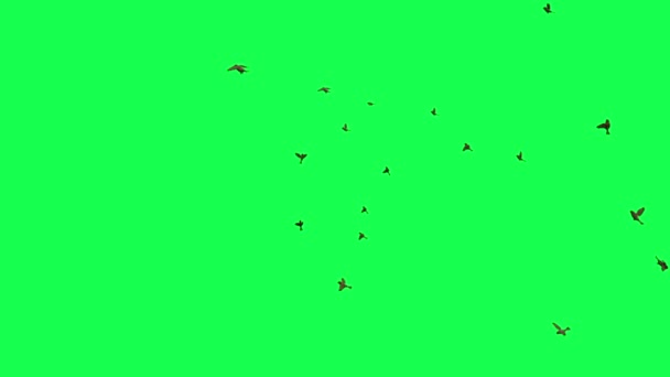 Animasyon Yeşil Ekranda Uçan Kuş Sürüsü — Stok video