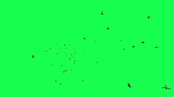 Animatie Vliegende Zwerm Vogels Groen Scherm — Stockvideo