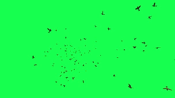 Animation Flock Birds Flying Green Screen — Stock Video