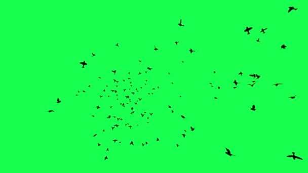 Анимация Стая Птиц Летающих Зеленом Экране — стоковое видео