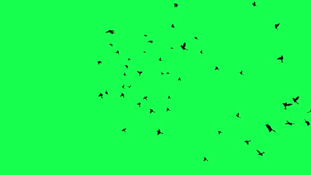 Animation Troupeau Oiseaux Volant Sur Écran Vert — Video