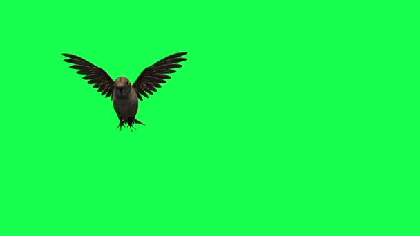 Анимация Стая Птиц Летающих Зеленом Экране — стоковое видео