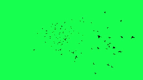 Animation Σμήνος Πουλιών Που Πετούν Στην Πράσινη Οθόνη — Αρχείο Βίντεο