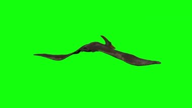 Yeşil ekranda uçan Pterodactyl 'in 3D animasyonu