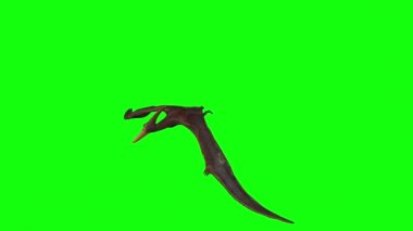 Yeşil ekranda uçan Pterodactyl 'in 3D animasyonu