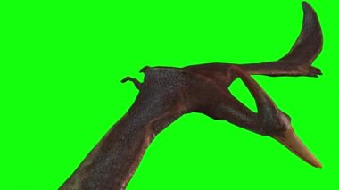 Yeşil ekranda uçan Pterodactyl 'in 3D animasyonu