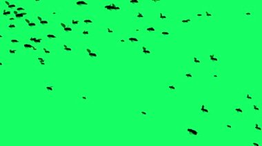 3D animasyon - Yeşil ekranda uçan sineklerin silüeti
