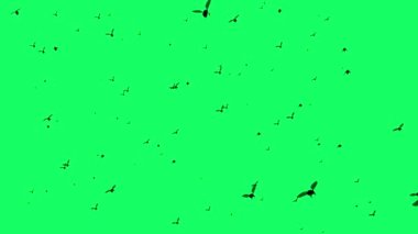 3D animasyon - Yeşil ekranda uçan sineklerin silüeti