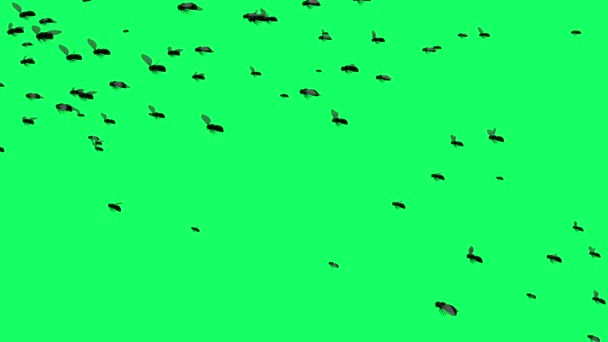 Animation Silhouette Fluer Der Flyver Grøn Skærm – Stock-video