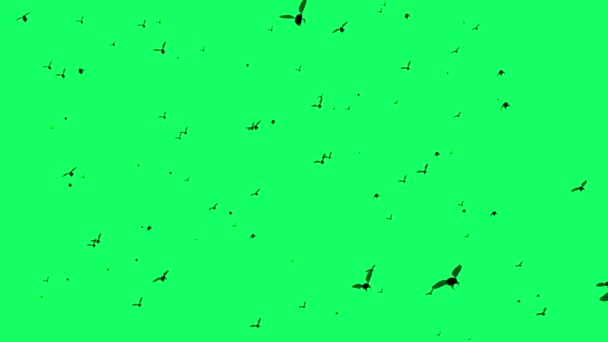 Animation Silhouette Flies Which Fly Green Screen — Stock videók