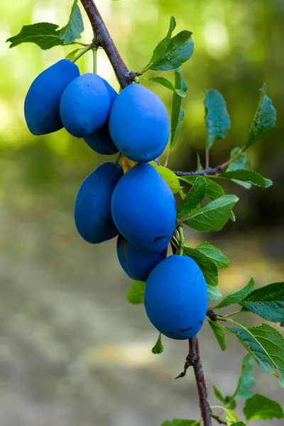 Plums on the tree — Stock Photo, Image