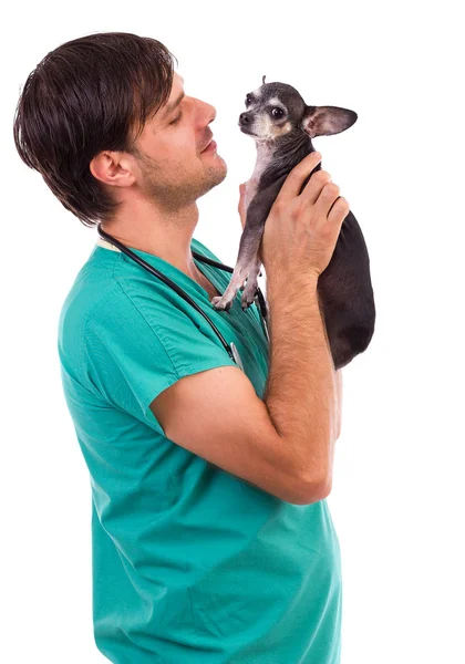 Врач-ветеринар держит собаку чихуахуа — стоковое фото