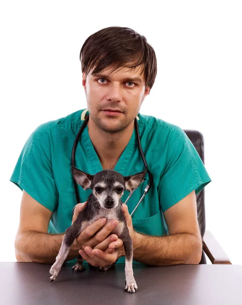 Ung veterinär läkare innehar en chihuahua hund — Stockfoto