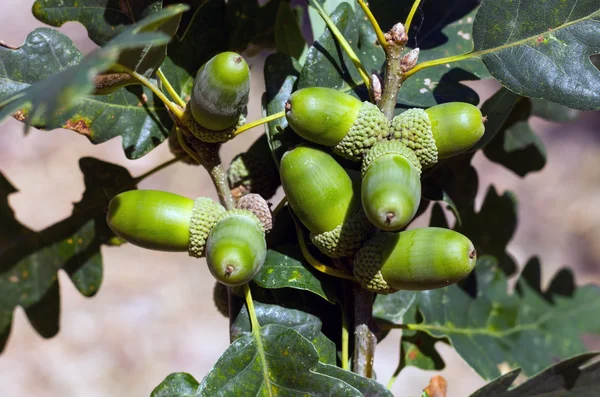 Ramo de bellotas — Foto de Stock