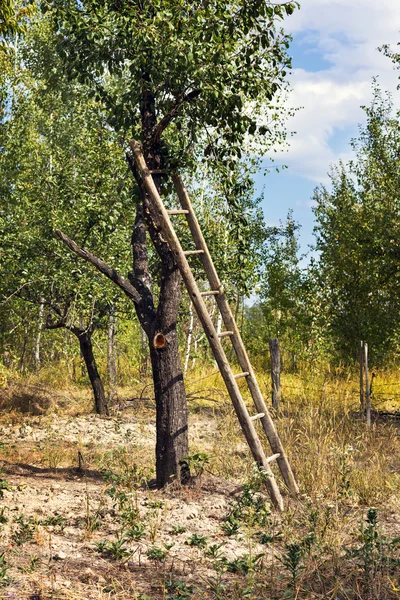 Bir ağaç bir merdiven — Stok fotoğraf