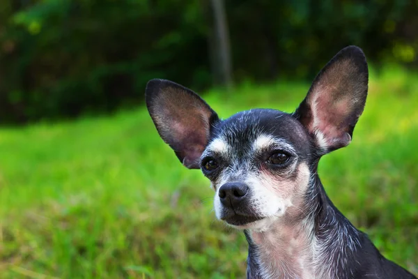 bir chihuahua köpek portresi