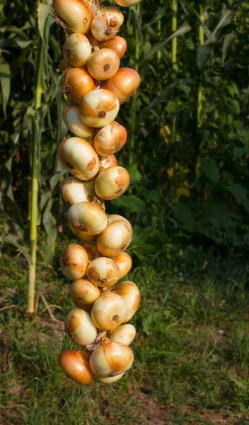 Ein Seil aus Zwiebeln — Stockfoto