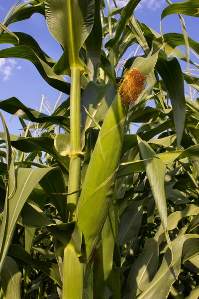 Green corn — Stock Photo, Image