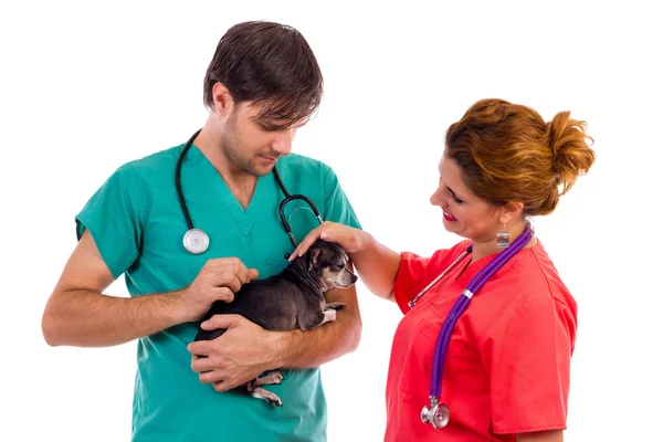 两名兽医医生抱着一只吉娃娃狗 — 图库照片