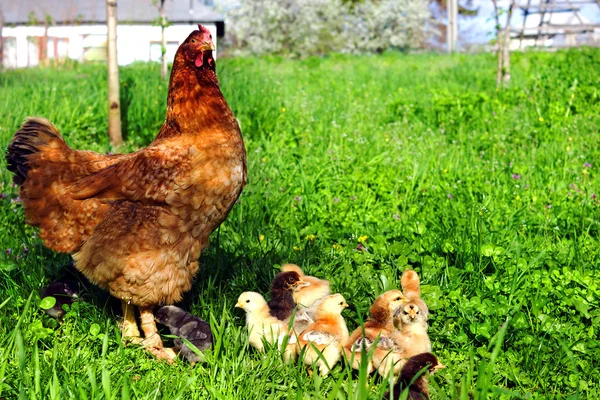 Galline con polli — Foto Stock