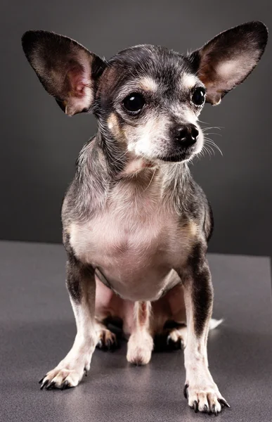 Cute chihuahua dog — Stock Photo, Image