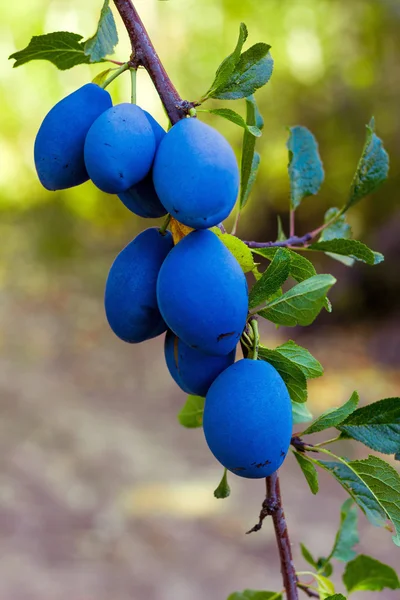 Plums on the tree — Stock Photo, Image