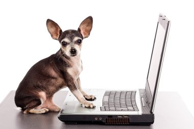 bir dizüstü bilgisayar önünde bir chihuahua köpek portresi