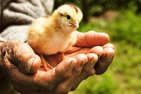 Novorozence kuřecí masíčka v dlaních starého muže — Stock fotografie