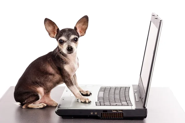 Retrato de un perro chihuahua frente a un portátil — Foto de Stock