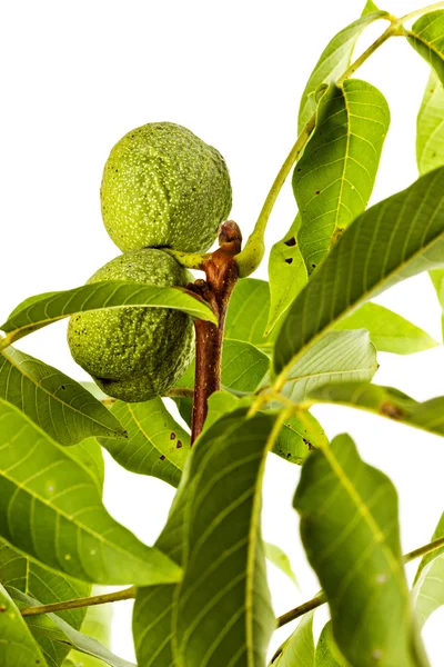 Le noci tengono il passo su un ramo — Foto Stock