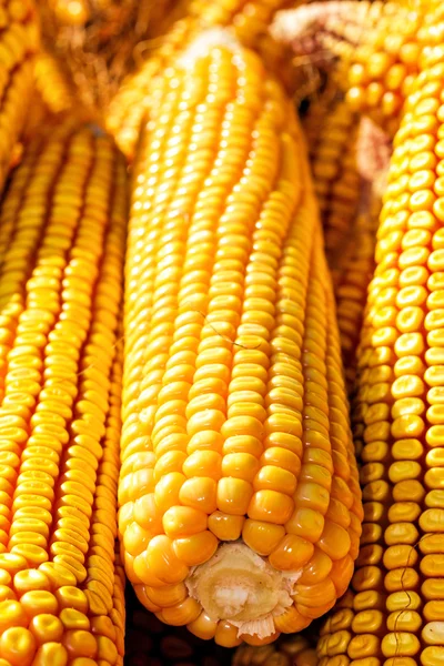 Yellow ripe corn collected — Stock Photo, Image