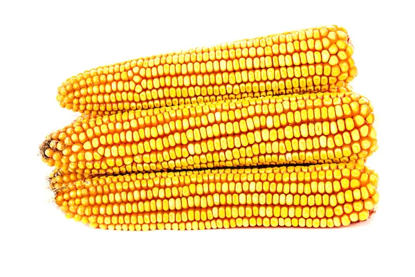 Yellow ripe corn collected — Stock Photo, Image