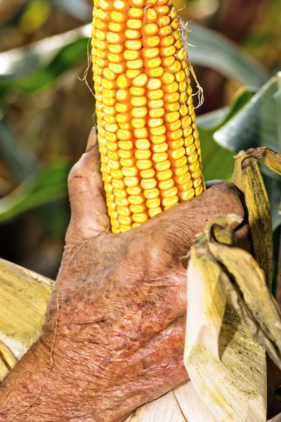 Old man harvesting corn — Stock Photo, Image
