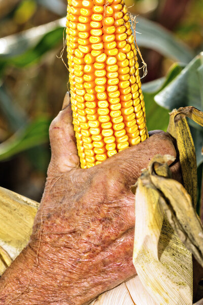 Old man harvesting corn