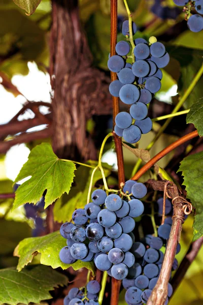 Bando de uvas prontas para a vindima — Fotografia de Stock