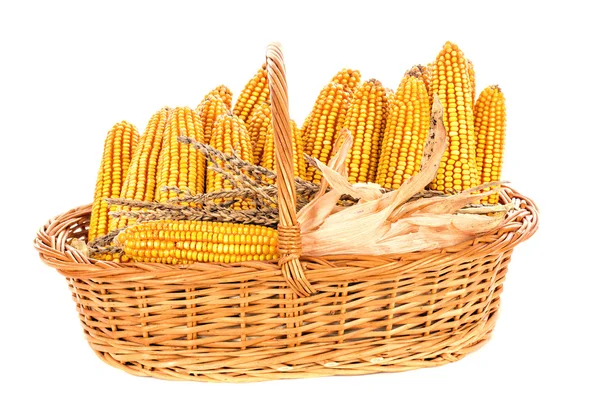 Harvested corn in a basket — Stock Photo, Image