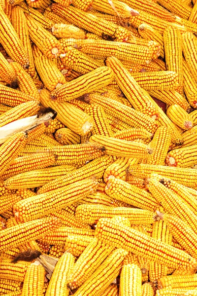 Žlutá zralé obilí získané — Stock fotografie