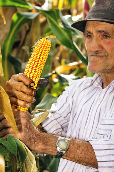 old man harvesting corn