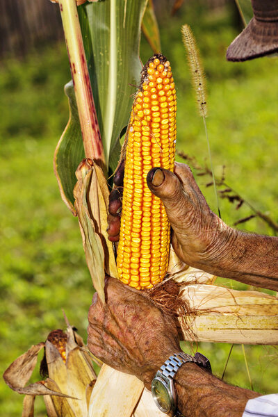 Old man harvesting corn