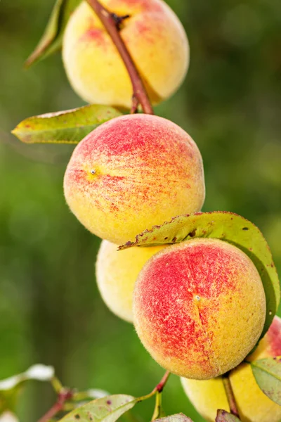 Pesche sui rami degli alberi — Foto Stock